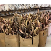 Shofar 24-30''