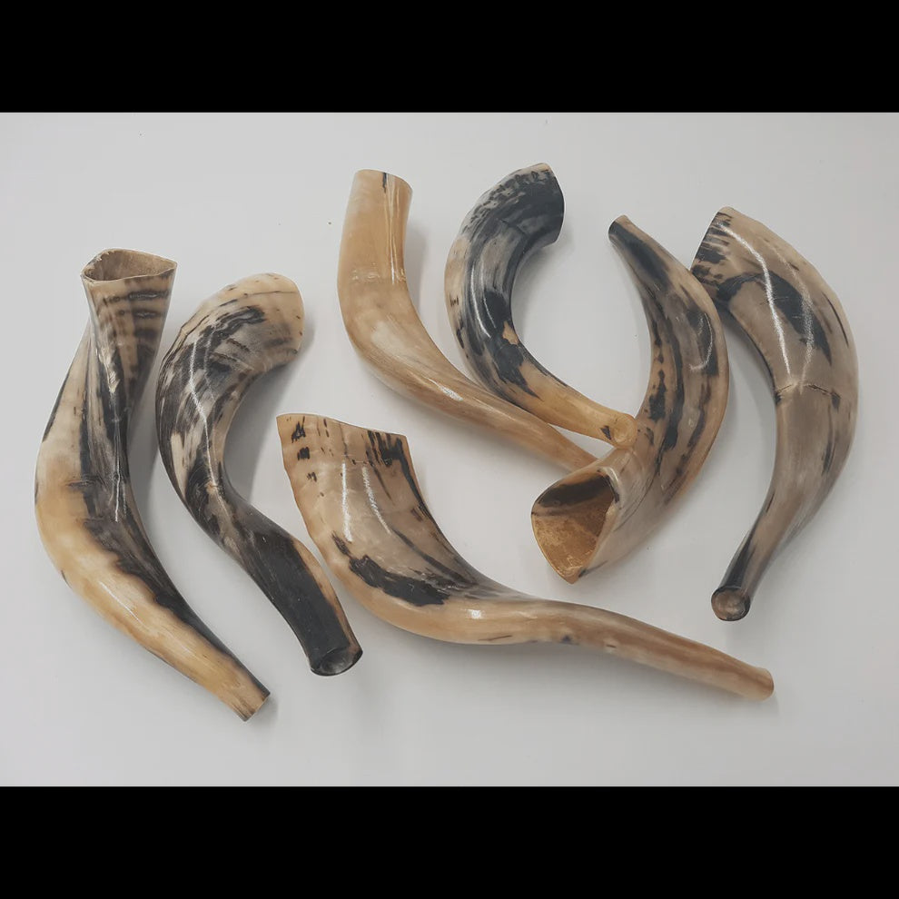 Kosher Shofar 13.5'' -15.7'
