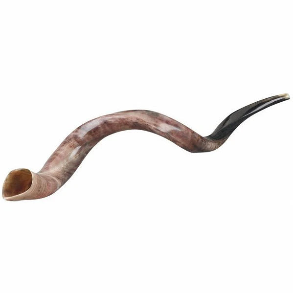 Shofar 22-24''