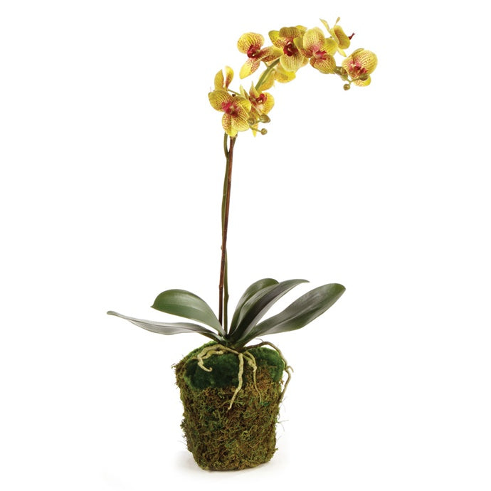 Orchid drop-in 26''