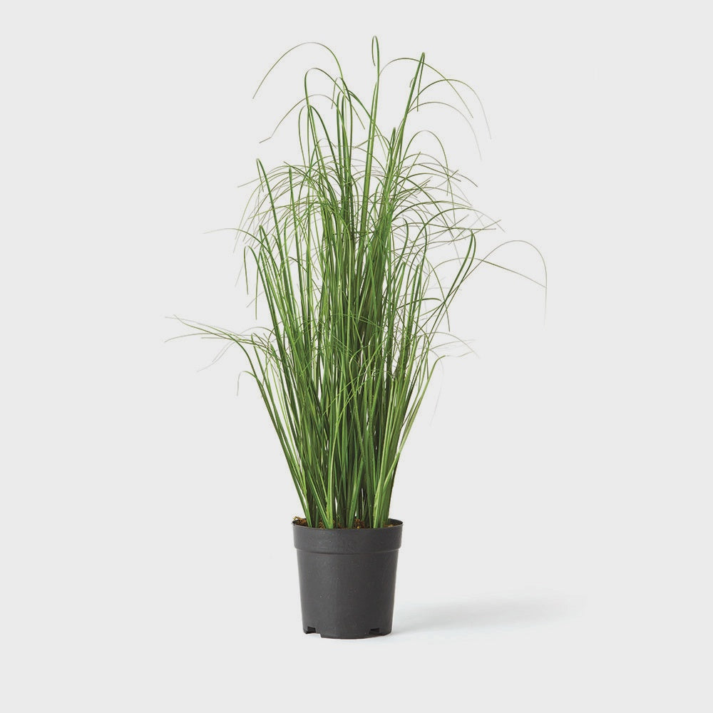 Onion Grass 25''